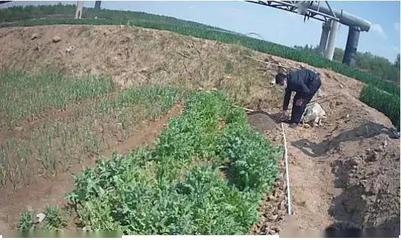 重要提醒！別再把它當(dāng)野菜種植了！種植技術(shù)開發(fā)指南