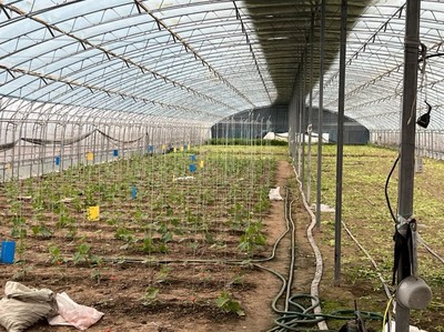 推動(dòng)特菜輕簡(jiǎn)化綠色高效種植技術(shù)“落地生根”——熊愛生教授指導(dǎo)宿遷特色蔬菜與芹菜種質(zhì)資源建設(shè)